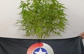 PM apreende pé de maconha após mulher denunciar companheiro pelo cultivo