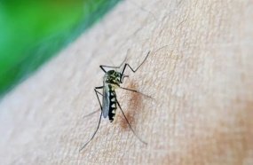 Joaçaba confirma segundo caso de Chikungunya e reforça alerta à população