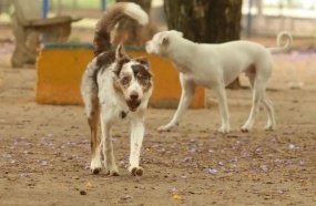 Brasil tem cerca de 30 milhões de animais domésticos abandonados