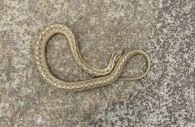 Cobra é capturada por bombeiros no pátio de residência em Joaçaba