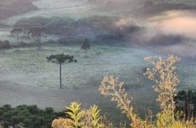 Geada fora de época é registrada na Serra Catarinense