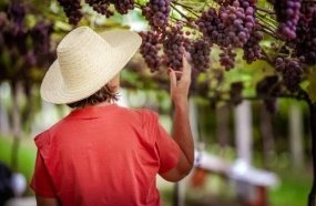 Vindima transforma Pinheiro Preto em palco da cultura do vinho