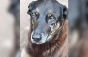 Deputado propõe 'Lei Orelha' para endurecer penas por maus-tratos a animais