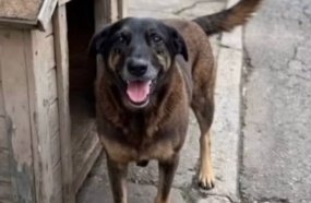 Polícia Civil cumpre mandados contra suspeitos da morte cruel de cão comunitário