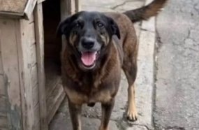 Justiça ordena remoção de conteúdos que identifiquem adolescentes no caso do cão Orelha