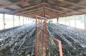 Incêndio em aviário mata cerca de 7 mil aves no interior de Campos Novos