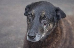 Investigação aponta adolescente como responsável pela morte do cão Orelha