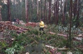 Trabalhador morre após ser atingido por eucalipto durante corte de árvores