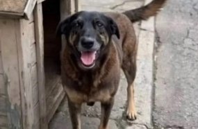 MPSC pede novas diligências e exumação do corpo do cão Orelha