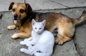 Estatuto dos Cães e Gatos avança no Senado com penas mais rígidas para crimes