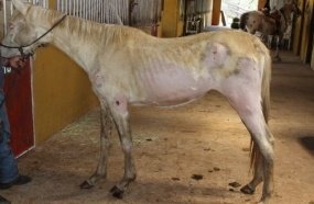 Dono de haras terá que pagar R$ 150 mil por maus-tratos a cavalos
