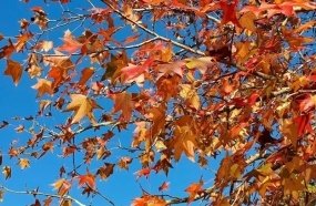 Outono deve ter temperaturas acima da média e chuva irregular em SC