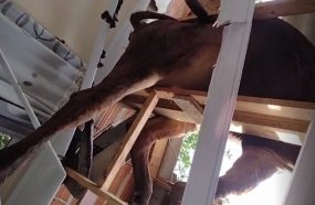 Vaca sobe em barranco e despenca sobre telhado de residência