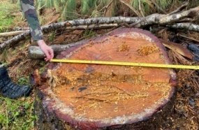 PM Ambiental flagra corte ilegal de mais de 40 araucárias no Meio-Oeste