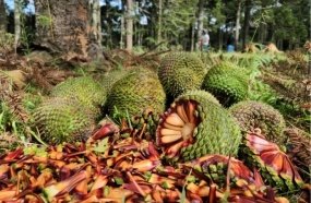 Colheita do pinhão é liberada e deve movimentar economia da Serra Catarinense