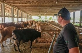Pronampe Leite já liberou R$ 84 milhões para produtores catarinenses
