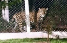 Polícia Ambiental analisa imagens de suposta onça-pintada vista no Oeste