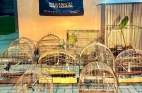 PM Ambiental resgata 10 aves mantidas em cativeiro em Herval d’Oeste