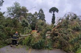 Temporal provoca queda de árvores, destelhamentos e bloqueio de rodovias