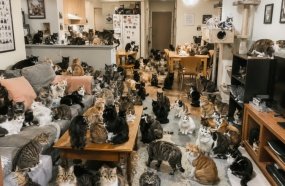 MP firma acordo para retirar 400 gatos que viviam confinados em apartamento
