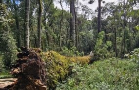 Cientistas querem clonar araucária gigante que caiu em Caçador