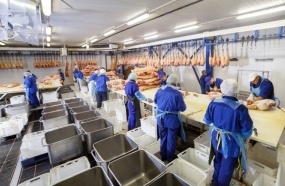 Frigorífico é condenado a indenizar trabalhadora chamada de ‘porcona’ e ‘gorducha’