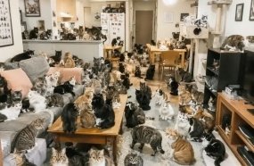 MP pede ajuda da polícia para resgatar 400 gatos de apartamento em Concórdia