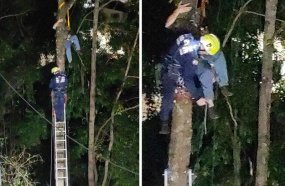 Homem fica preso em árvore a 15 metros de altura após acidente em Herval d’Oeste