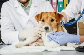 Vereador defende ampliação do programa de castração de animais em Joaçaba