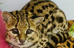 Felino raro é resgatado após ser encontrado em rodovia da região
