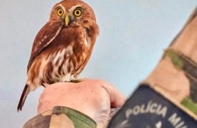 Polícia Militar Ambiental resgata na região uma das menores corujas do mundo