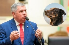 Lei Orelha é aprovada e endurece punições para maus-tratos contra animais em SC