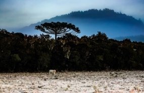 Inverno começa com onda de frio intenso em Santa Catarina