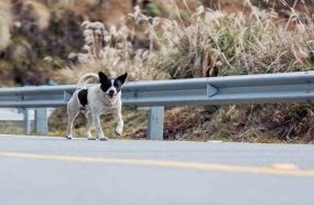 Concessionária indenizará família de motorista morto em acidente com animal na pista