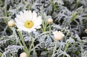 Geada e frio intenso marcam a manhã desta quinta-feira em Santa Catarina