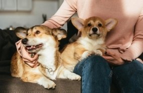 Justiça de SC nega pedido de ‘pensão alimentícia’ para pets de casal separado