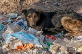 Quatro cães morrem e quatro são resgatados após abandono em Campos Novos