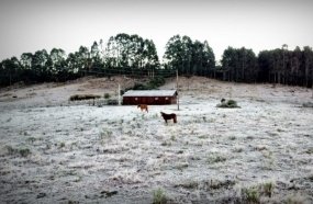 Santa Catarina registra amanhecer com geada e temperaturas de até -6°C