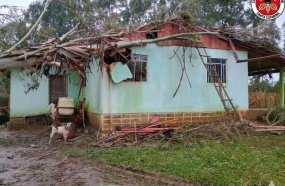 Eucalipto cai sobre residência durante fortes ventos que atingiram o Meio-Oeste