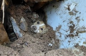 Cachorro é resgatado após 20 horas soterrado por queda de muro