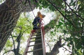 Gato é resgatado pelos bombeiros após ficar três dias preso em árvore