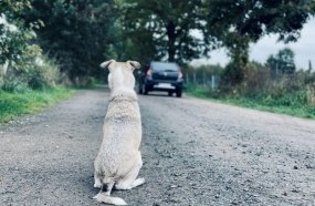 Câmara aprova suspensão de CNH e multa para motoristas que abandonarem animais