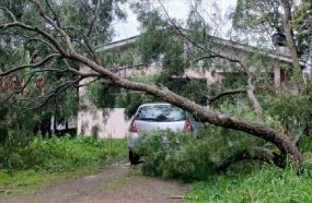 Árvore cai sobre carro e atinge rede elétrica após temporal em Catanduvas