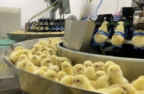 Investigação expõe trituração de pintinhos em indústria de ovos do Sul do país