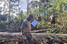 Fiscalização ambiental flagra desmatamento e corte ilegal de araucárias na região