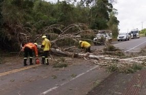 Queda de eucalipto bloqueia rodovia entre Salto Veloso e Arroio Trinta
