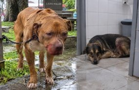 PM resgata cães feridos e amarrados sob chuva na praça de Campos Novos