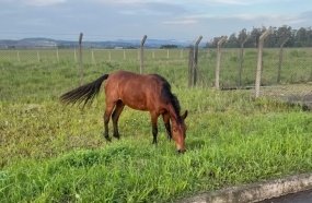 Bombeiros capturam cavalo solto em rodovia de Joaçaba