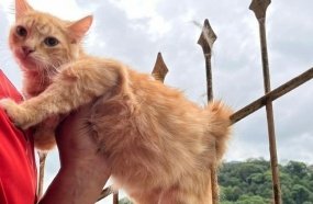 Gato é salvo após cair de apartamento e ser perfurado por cerca de ferro