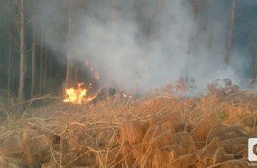 12 horas para combater incêndio em reflorestamento de pinus